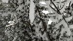 西岭雪山