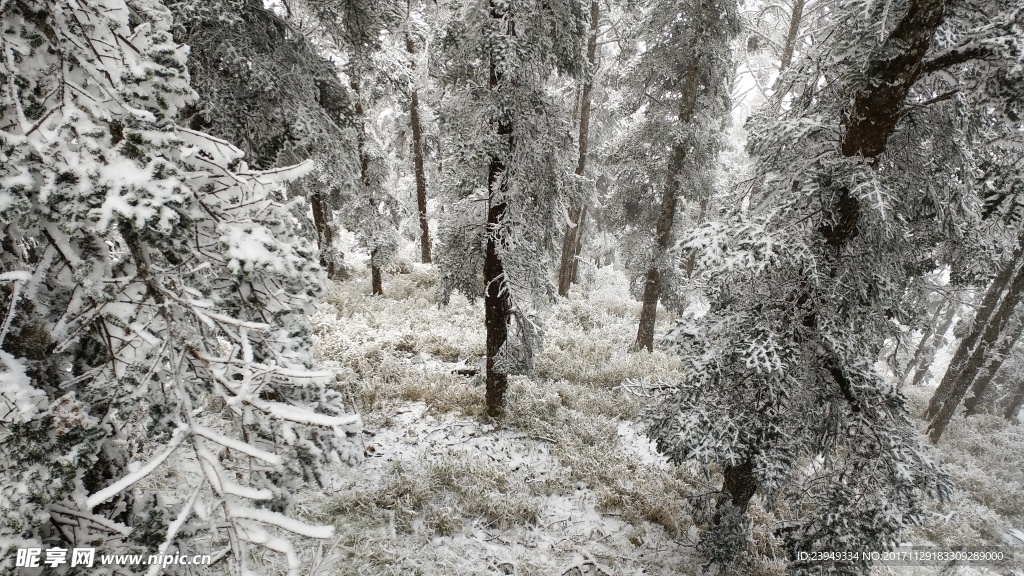 西岭雪山