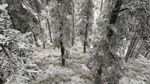 西岭雪山