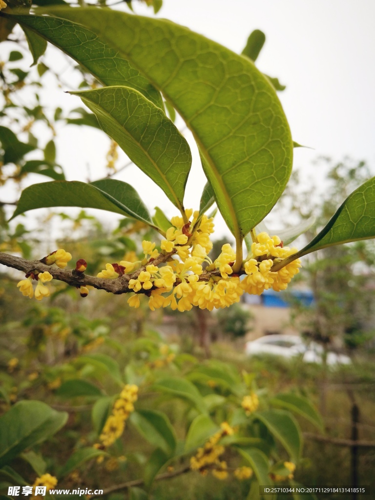 桂花
