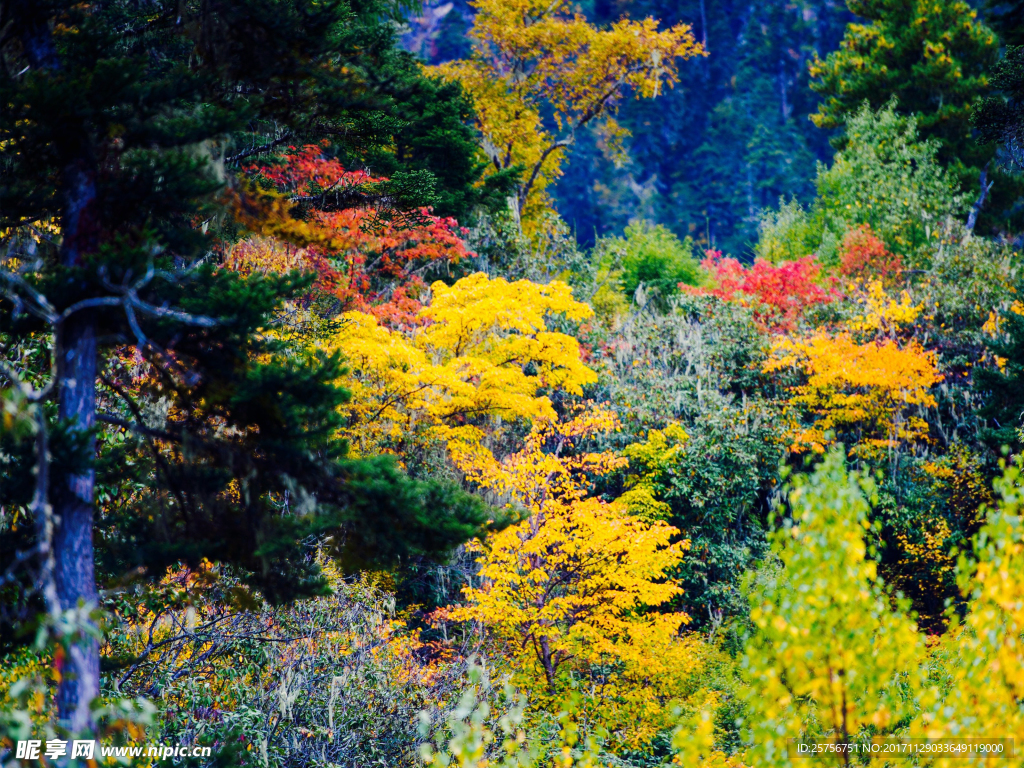 雅鲁藏布江大峡谷