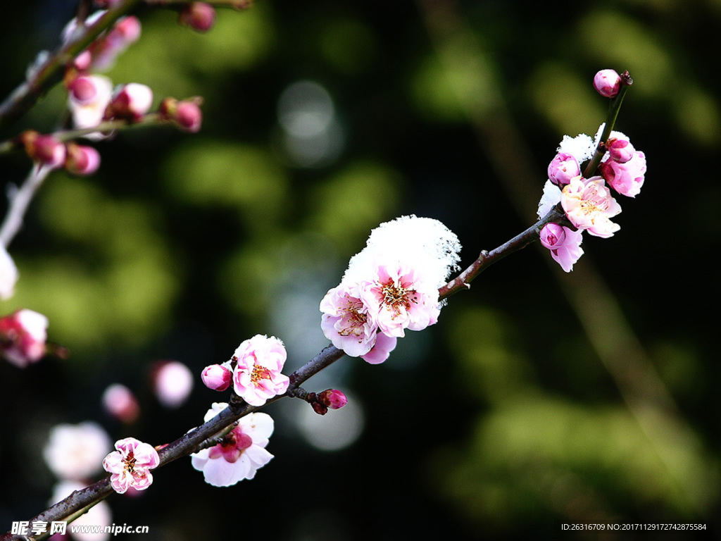 梅花