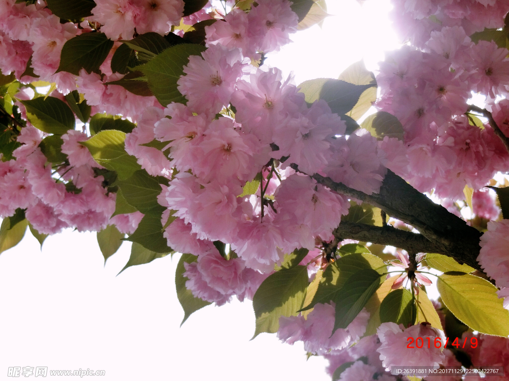 樱花