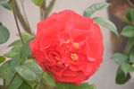 山茶花