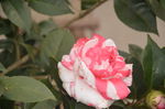 山茶花