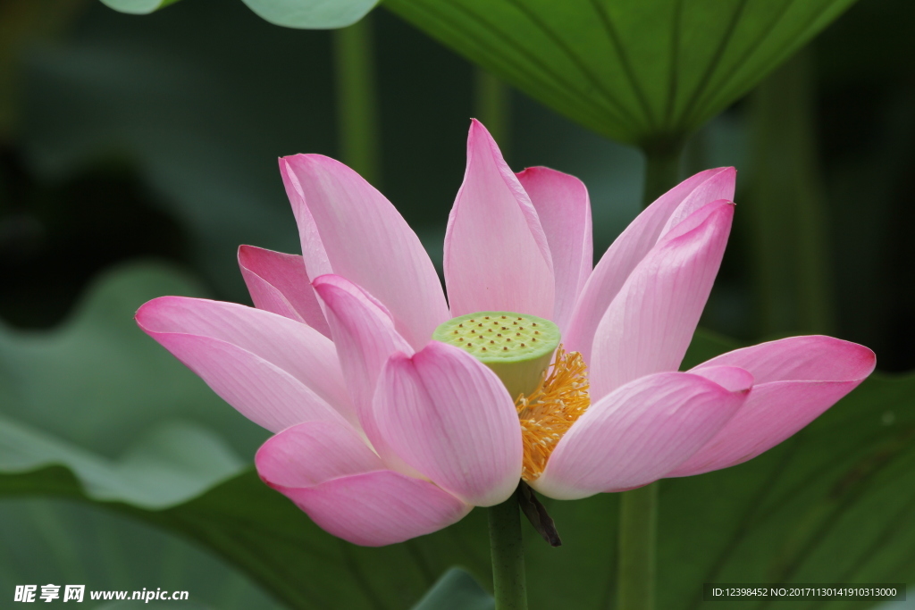 荷花