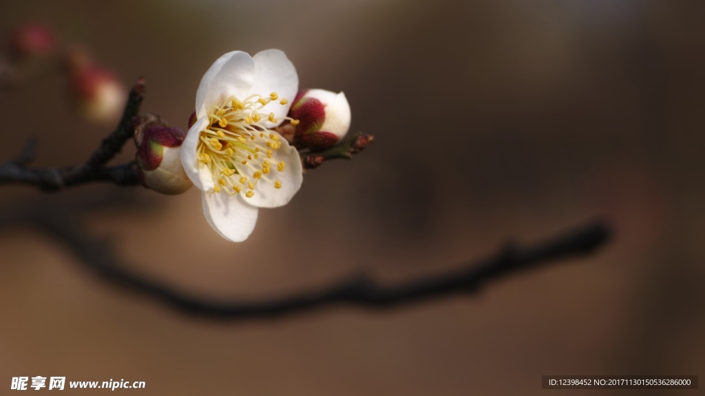 梅花