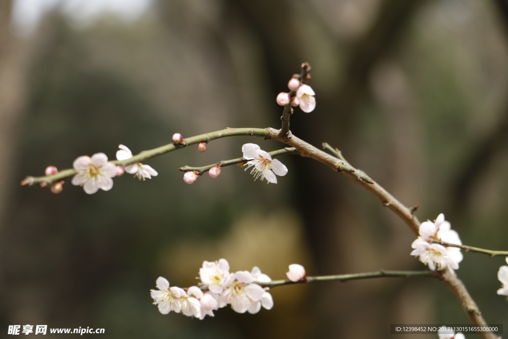 梅花