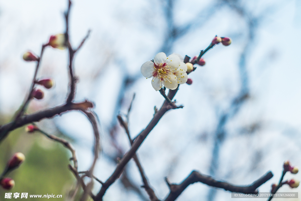 梅花