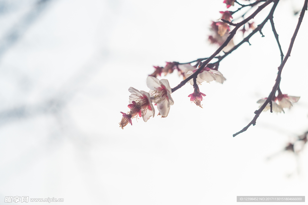 梅花