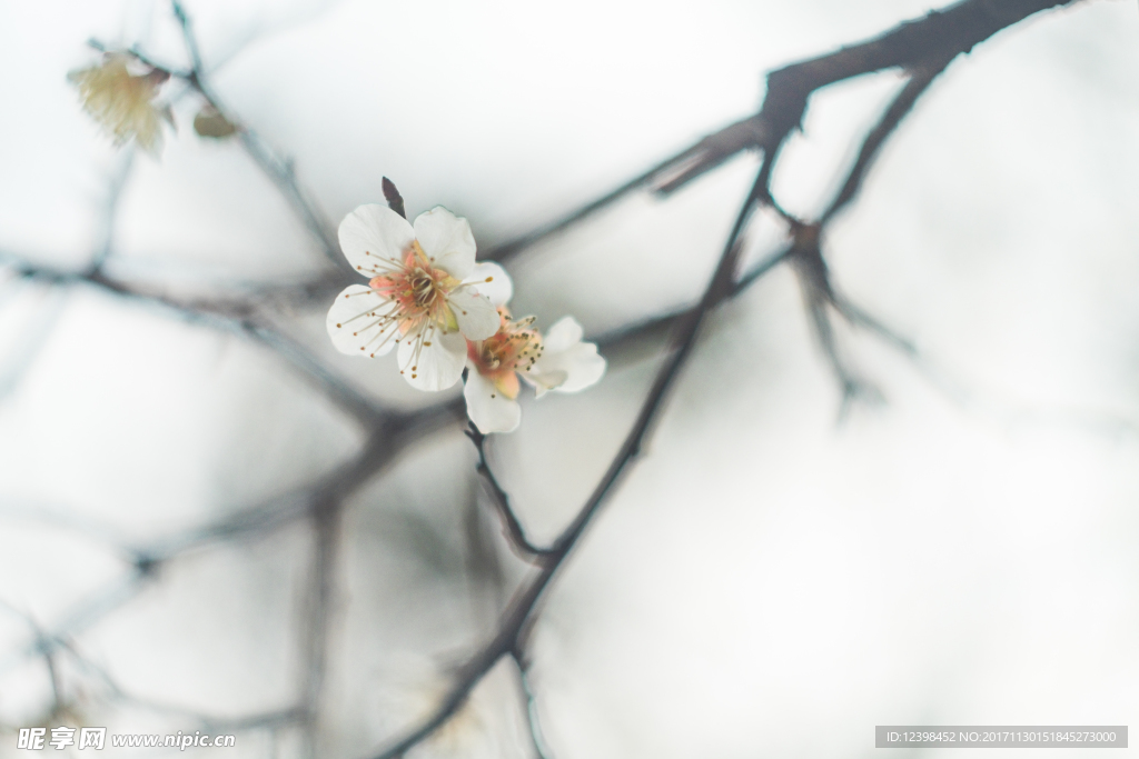 梅花