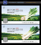 大葱