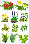 植物花草