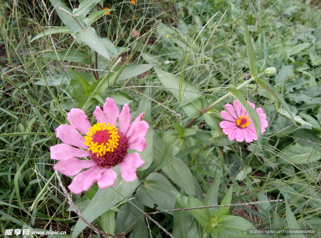 小雏菊
