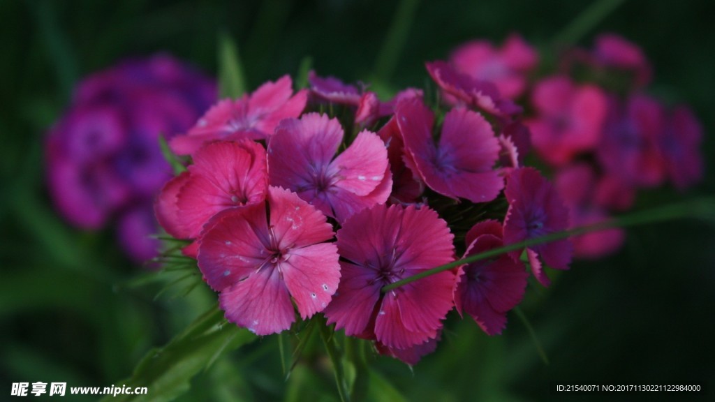 鲜花 鲜花背景