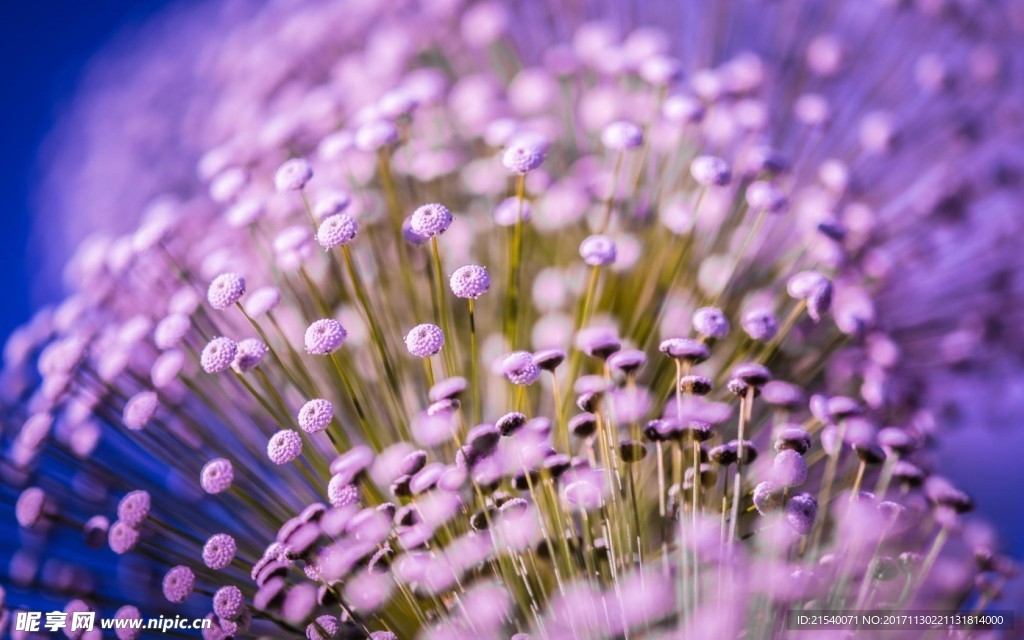 鲜花 鲜花背景