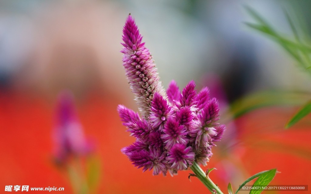 鲜花 鲜花背景