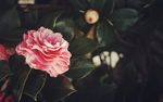 鲜花 鲜花背景