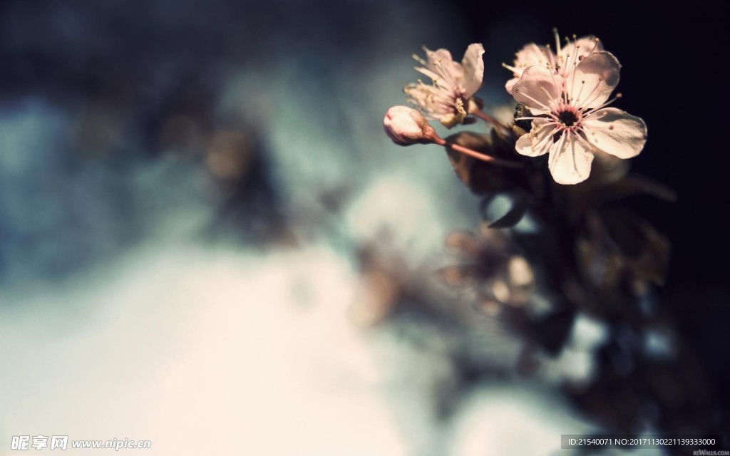 鲜花 鲜花背景