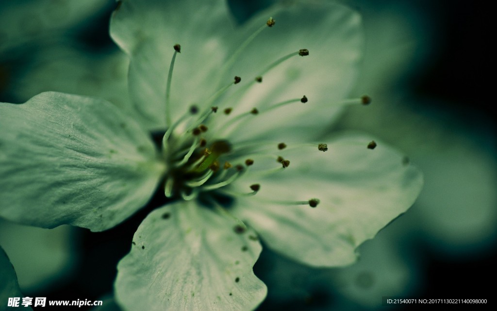 鲜花 鲜花背景