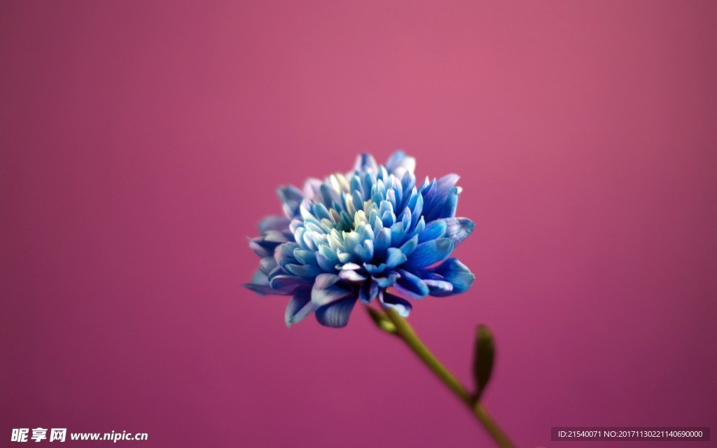 鲜花 鲜花背景