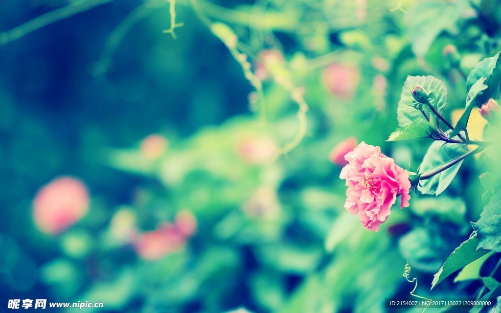 鲜花 鲜花背景