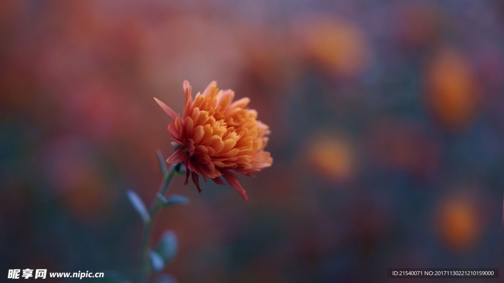 鲜花 鲜花背景