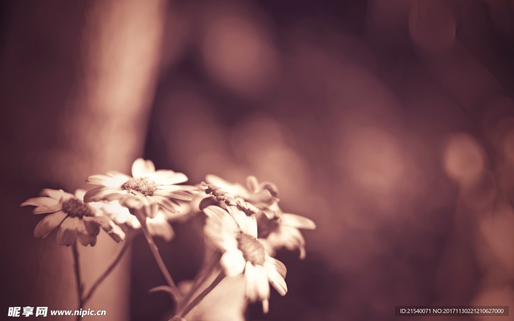 鲜花 鲜花背景