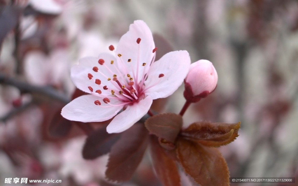 鲜花 鲜花背景