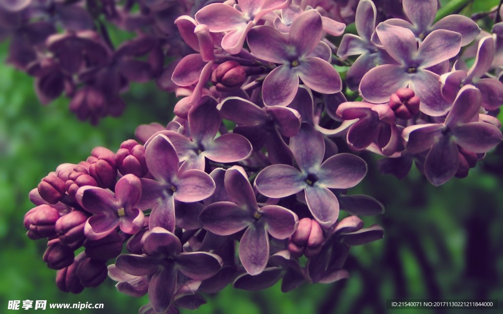 鲜花 鲜花背景