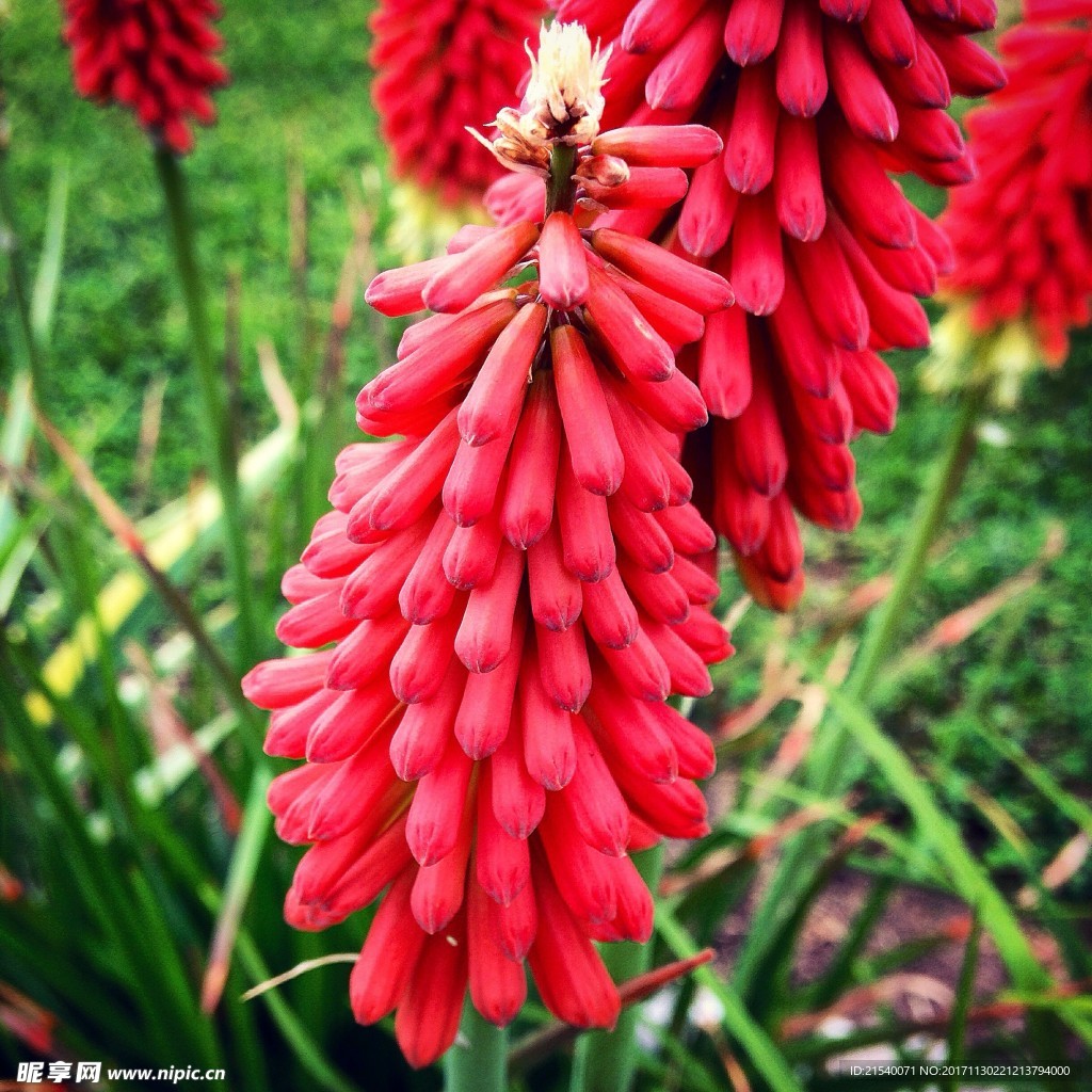 鲜花 鲜花背景