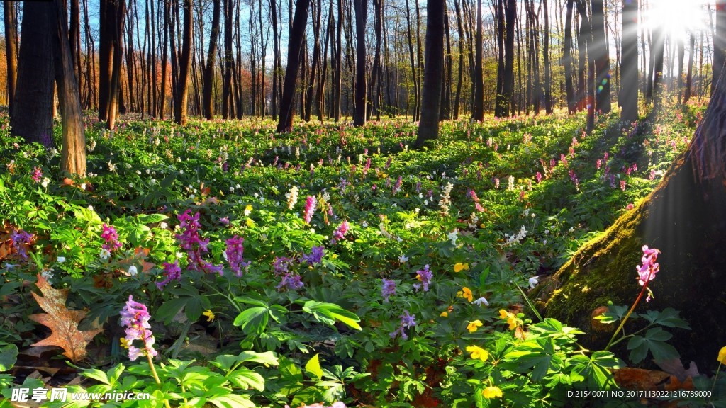 鲜花 鲜花背景