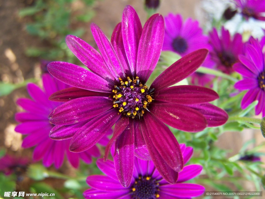 鲜花 鲜花背景