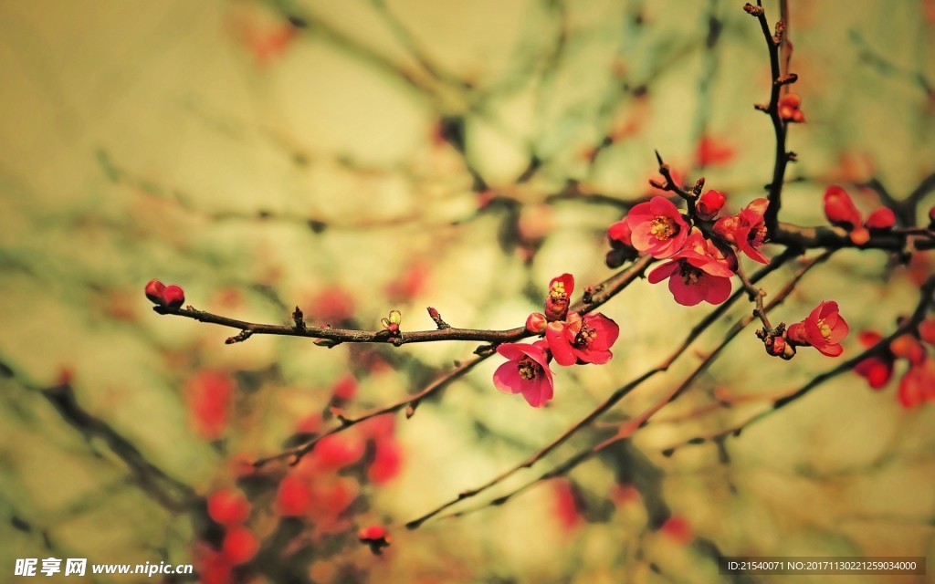 鲜花 鲜花背景