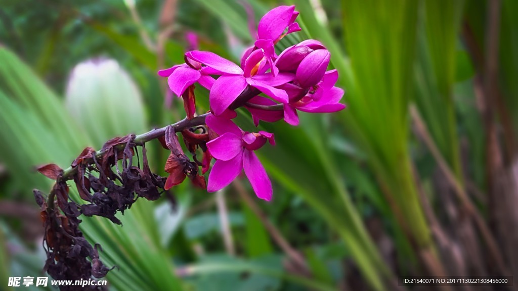 鲜花 鲜花背景