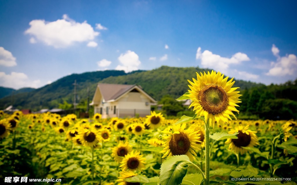 鲜花 鲜花背景