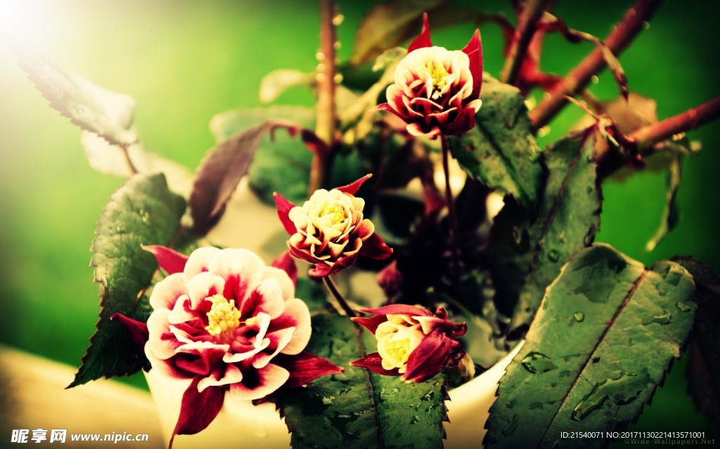 鲜花 鲜花背景