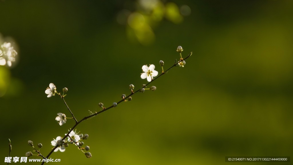 鲜花 鲜花背景