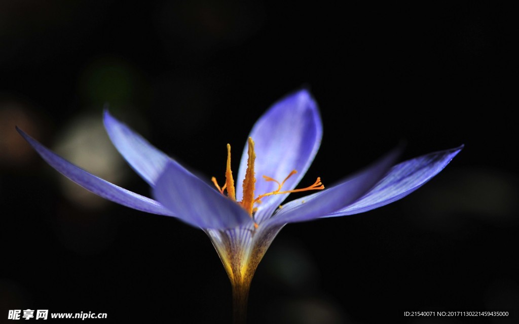 鲜花 鲜花背景