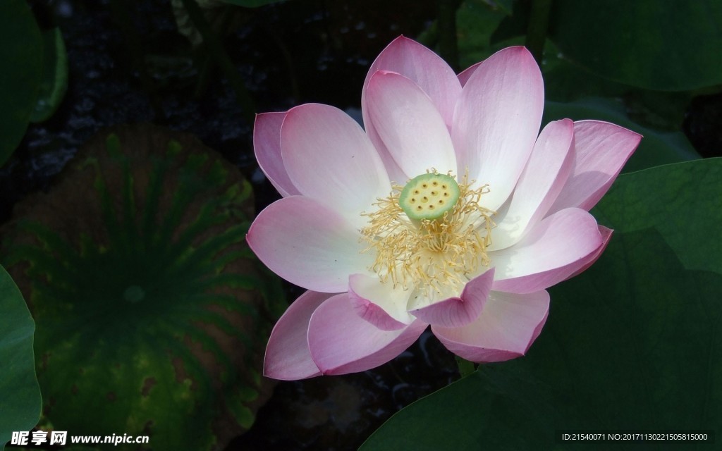 鲜花 鲜花背景