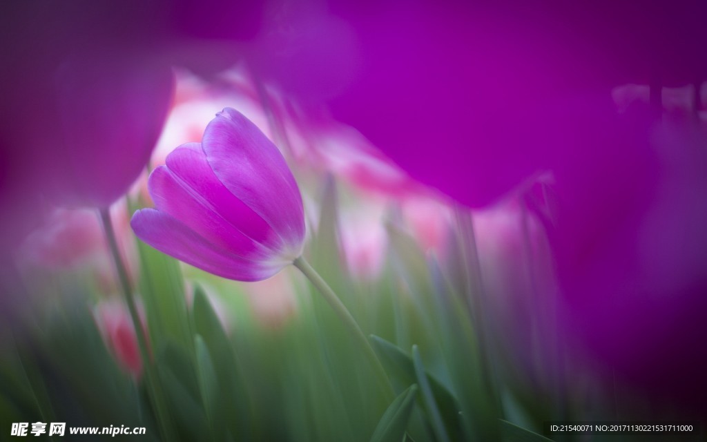 鲜花 鲜花背景