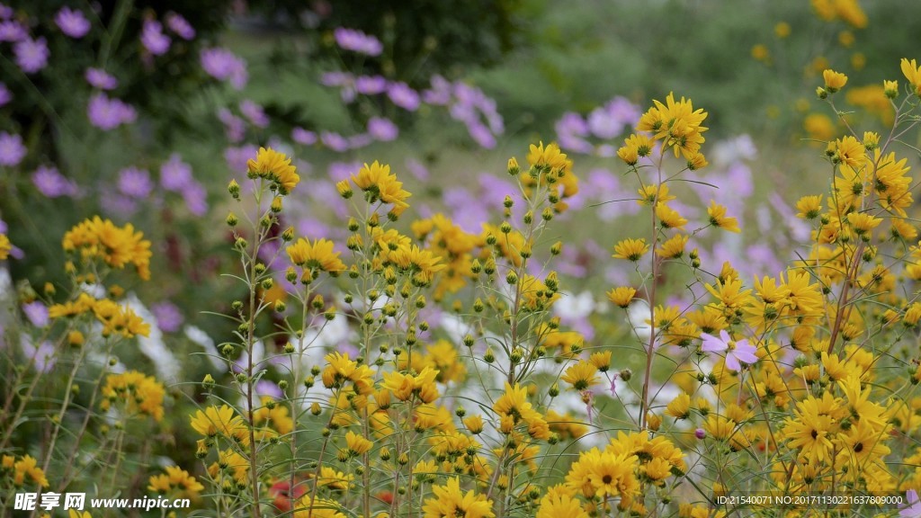 鲜花 鲜花背景