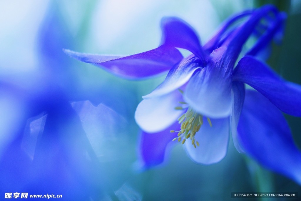 鲜花 鲜花背景