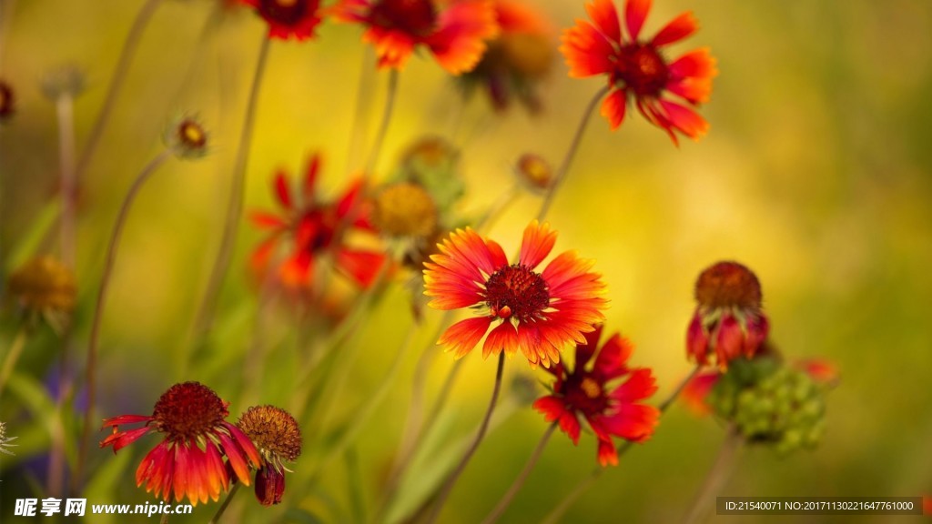 鲜花 鲜花背景