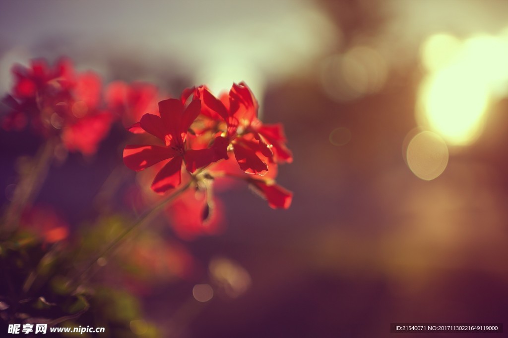 鲜花 鲜花背景