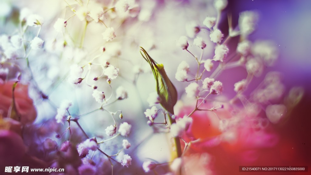 鲜花 鲜花背景