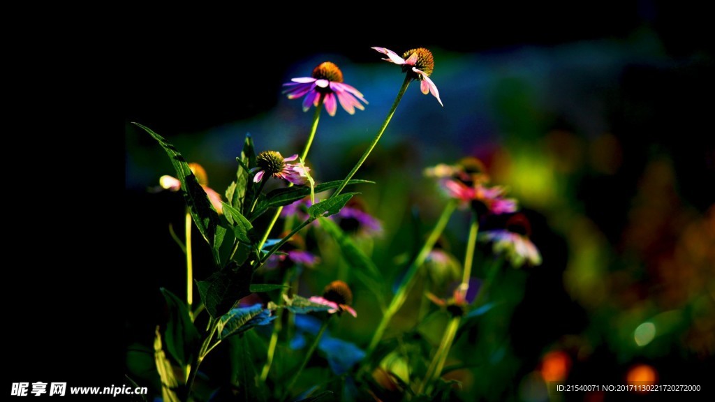 鲜花 鲜花背景