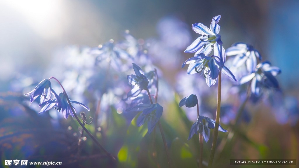 鲜花 鲜花背景