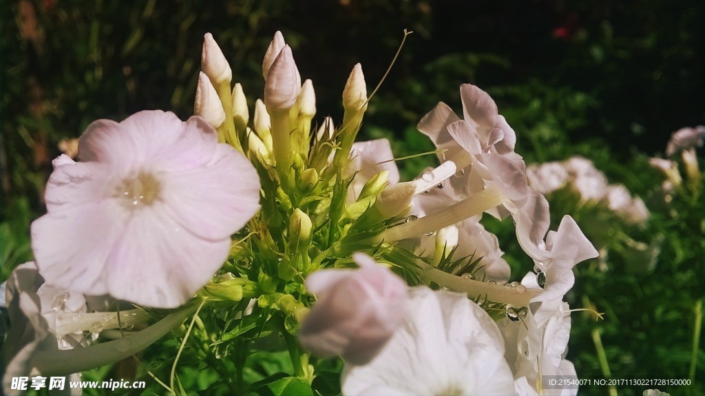 鲜花 鲜花背景