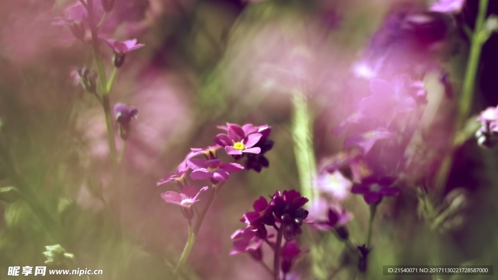 鲜花 鲜花背景